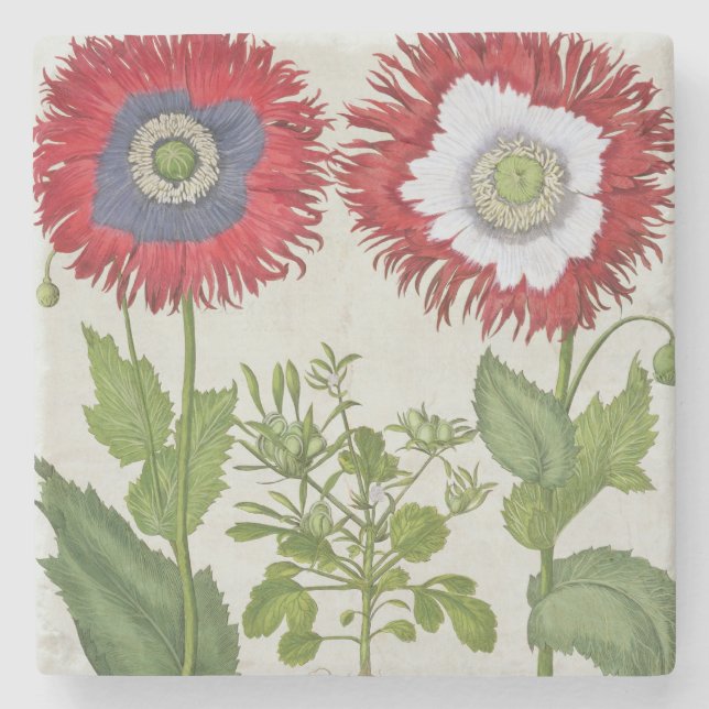 Dekorative Mohnblumen, vom 'Hortus des Steinuntersetzer (Vorderseite)
