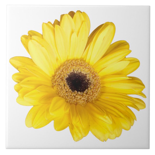 Dekoratives Gelb-Gerber-Daisy-Nah-Up-Foto Fliese (Vorderseite)
