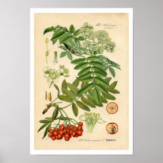Dekorator Botanische Printmedien - Apple, Bergash Poster