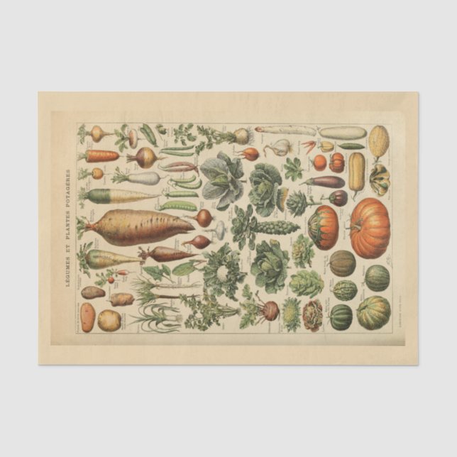 Dekoupage Paper 10"x15" - Botanischer Art 45 Seidenpapier (Vorderseite)