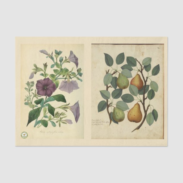 Dekoupage Paper 10"x15" - Botanischer Art 51 Seidenpapier (Vorderseite)