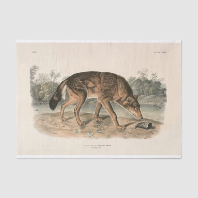 Dekoupage von American Red Texan Wolf (Canis lupus Seidenpapier (Vorderseite)