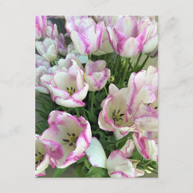 Del Piero Tulips Postkarte (Vorderseite)