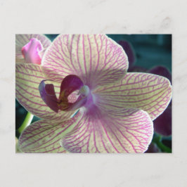 Del-Ray Orchid Postkarte