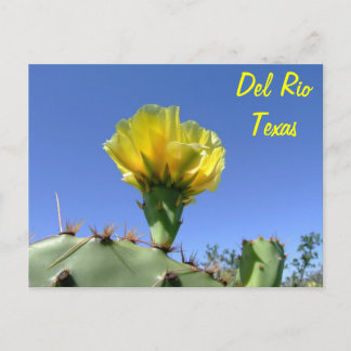 Del Rio Texas gelbe Kaktusblume Andenken Postkarte
