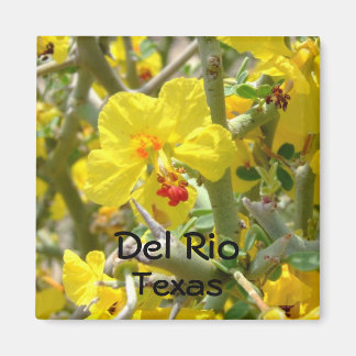 Del Rio Texas Magnet Gelbe Allthorn Blume