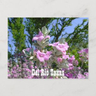 del rio texas souvenirs lila Salbei Postkarte