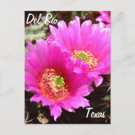 Del Rio Texas Souvenirs Rosa Kaktus Blume Postkarte