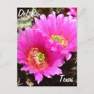 Del Rio Texas Souvenirs Rosa Kaktus Blume Postkarte