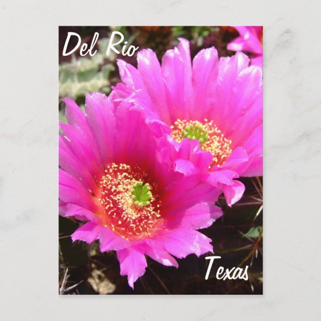 Del Rio Texas Souvenirs Rosa Kaktus Blume Postkarte (Vorderseite)