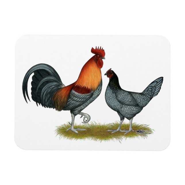 Delaware Blue Hen Magnet (Horizontal)