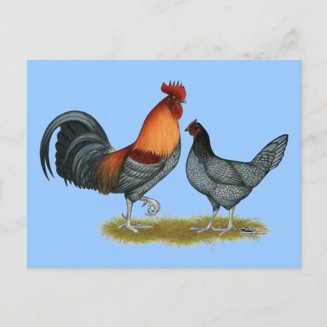 Delaware Blue Hen Postkarte (Vorderseite)