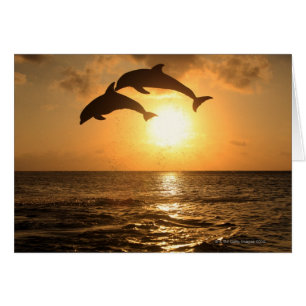 Delfin 3