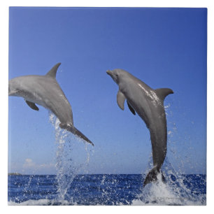 Delfin, Dauphin, groberes Tuemmler, Tursiops 3 Fliese