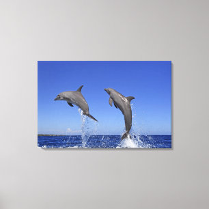 Delfin, Dauphin, groberes Tuemmler, Tursiops 3 Leinwanddruck