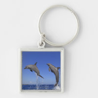 Delfin, Dauphin, groberes Tuemmler, Tursiops 3