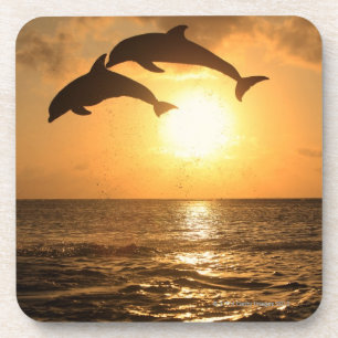 Delfin, Dauphin, groberes Tuemmler, Tursiops Getränkeuntersetzer