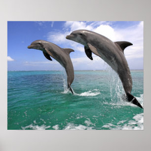 Delfin,Delphin,Grosser Tuemmler,Tursiops 4 Poster