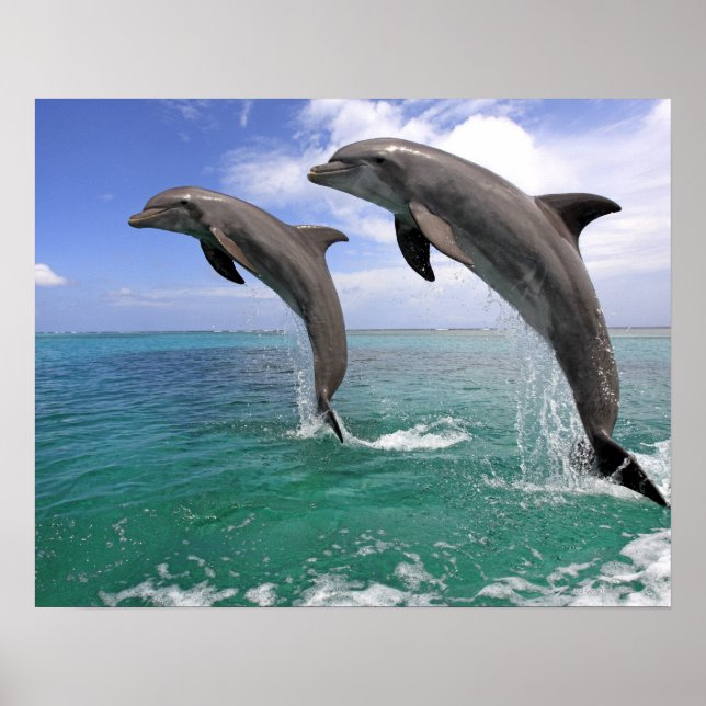 Delfin, Delphin, Grosser Tuemmler, Tursiops 4 Poster (Vorne)