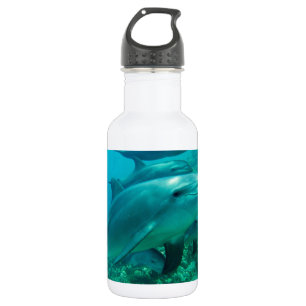 Delfin Fisch Meer Ozean unter Wasser schwimmen Trinkflasche