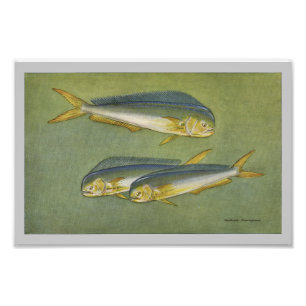 Delfin Fisch Vintage Fischdruck Fotodruck