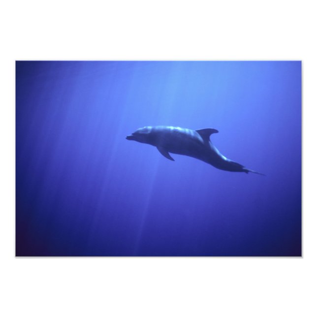 Delfin Fotodruck (Vorne)