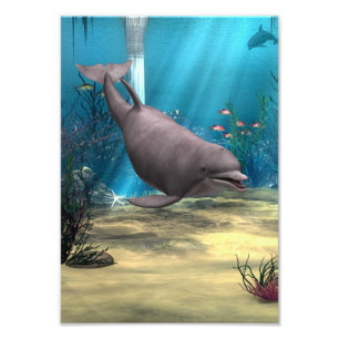 Delfin Fotodruck