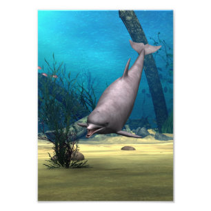 Delfin Fotodruck