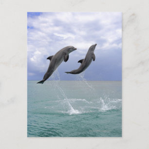 Delfin (Großer Tuemmler) Postkarte