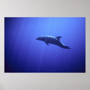 Delfin Poster