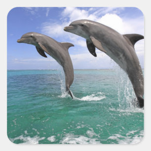 Delfin Quadratischer Aufkleber