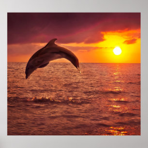 Delfin-Sonnenuntergang: Schöne Kulisse. Poster