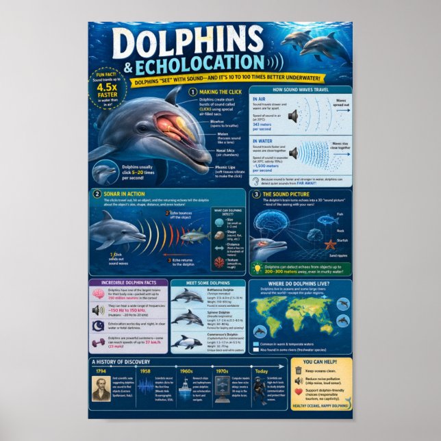 Delfine Infografik Poster (Vorne)
