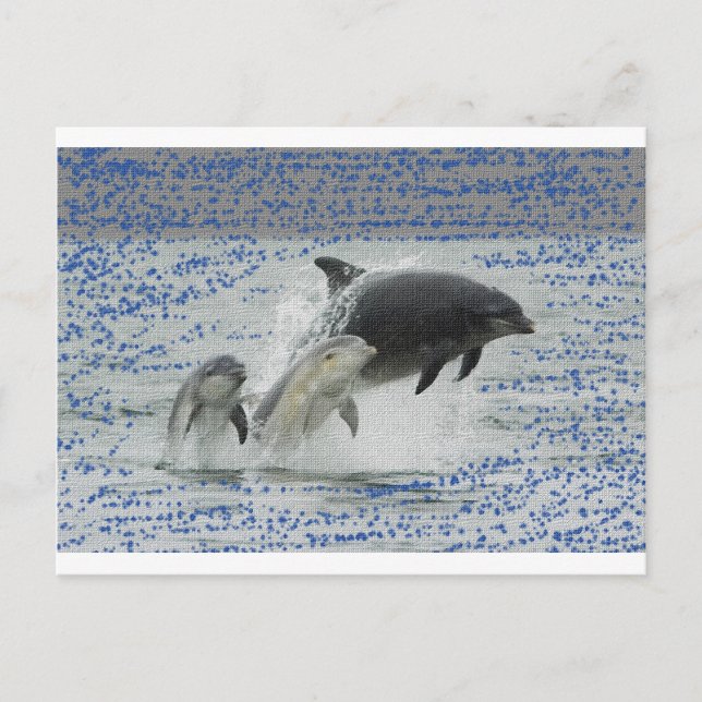 Delfine Postkarte (Vorderseite)