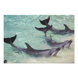 Delfine, Sea World, Gold Coast, Queensland, Fotodruck