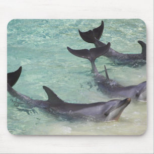 Delfine, Sea World, Gold Coast, Queensland, Mousepad