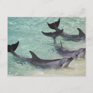Delfine, Sea World, Gold Coast, Queensland, Postkarte
