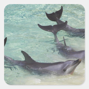 Delfine, Sea World, Gold Coast, Queensland, Quadratischer Aufkleber