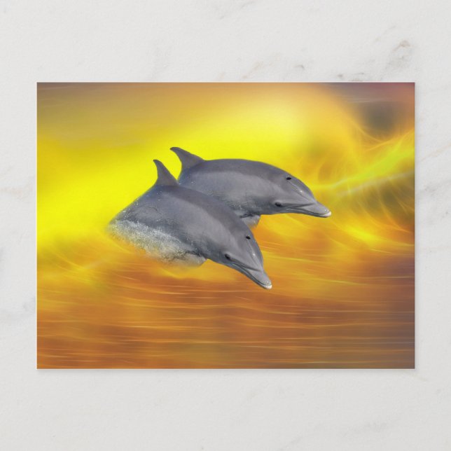 Delfine surfen postkarte (Vorderseite)