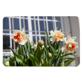 Delicate cute daffodils spring magnet