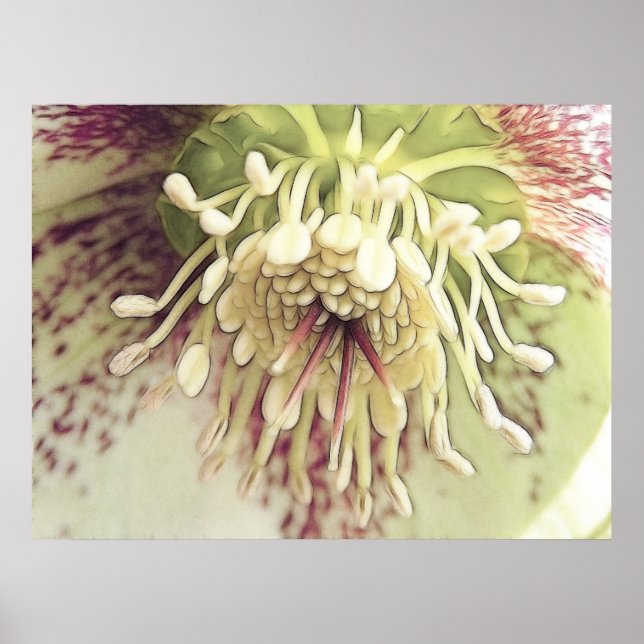 Delicate Hellebore Blossom Poster (Vorne)