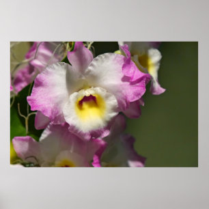 Delicate Orquid Poster