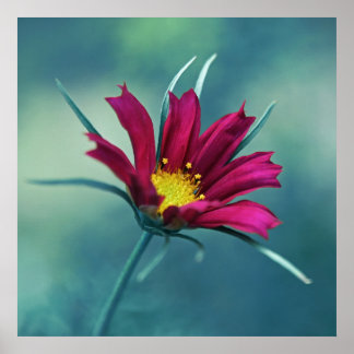 Delicate Pink Cosmos Blume Makro Abstrakt auf Blue Poster