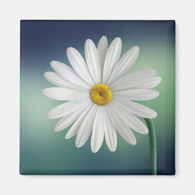 Delicate White Daisy Magnet (Vorne)