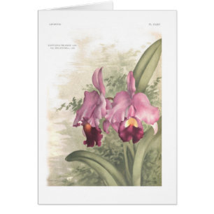 Deliciosa de variété de trianae de Cattleta