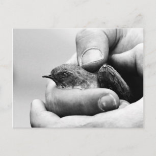Delikat - Postkarte