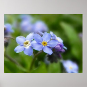 Delikat Vergiss mich nicht Blume Poster