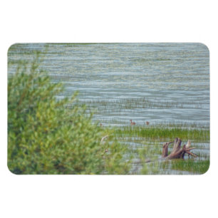 Delikatbewegung Magnet