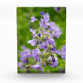 Delikate blaue Blumen auf einem grünen Feld im Frü Fotoblock