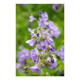 Delikate blaue Blumen auf einem grünen Feld im Frü Fotodruck
